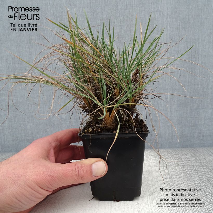 Spécimen de Koeleria glauca - Koélérie bleue Godet de 8/9 cm tel que livré en hiver