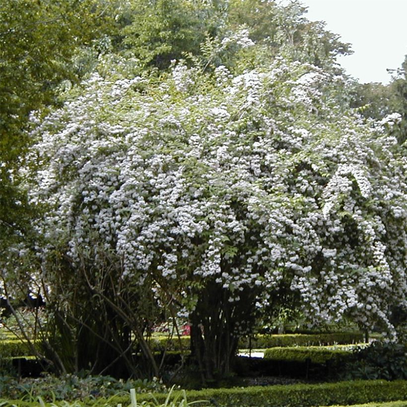 Kolkwitzia amabilis - Buisson de beauté (Port)