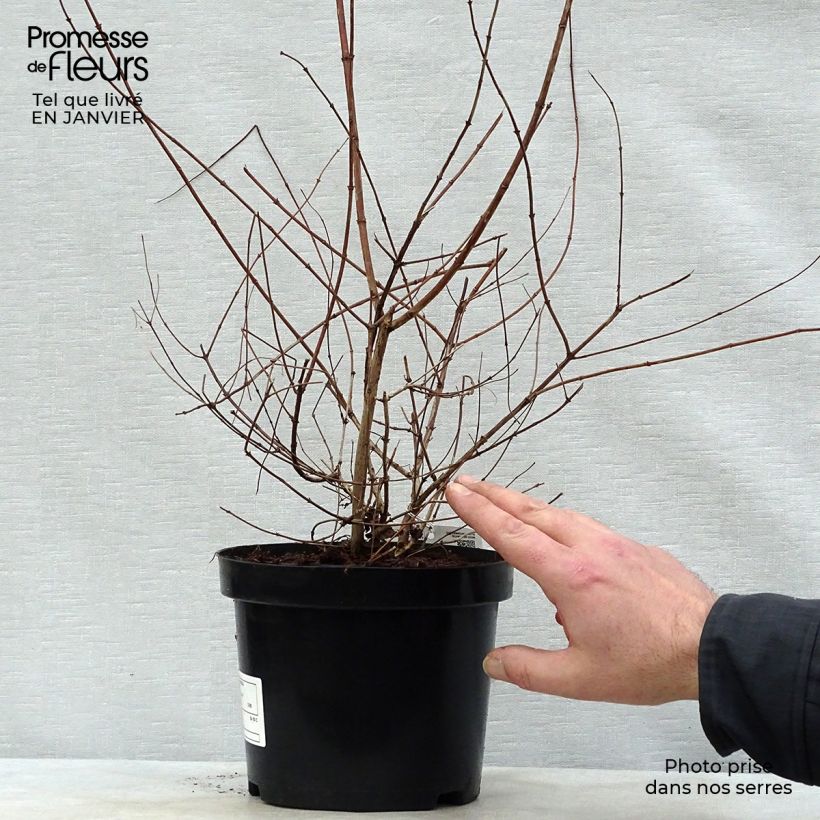 Spécimen de Kolkwitzia amabilis - Buisson de beauté Pot de 3L/4L tel que livré en hiver