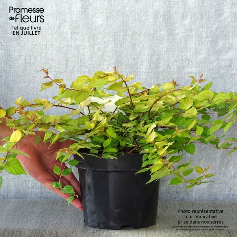 Spécimen de Kolkwitzia amabilis Maradco - Buisson de beauté Pot de 3L/4L tel que livré en été