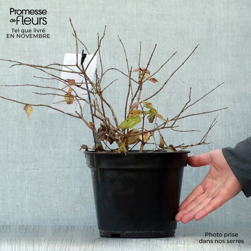 Spécimen de Kolkwitzia amabilis Pink Cloud - Buisson de beauté Pot de 3L/4L tel que livré en automne