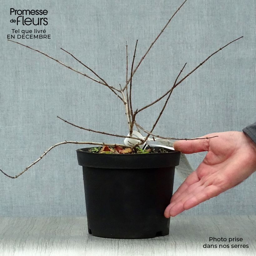 Spécimen de Kolkwitzia amabilis Pink Cloud - Buisson de beauté Pot de 3L/4L tel que livré en hiver