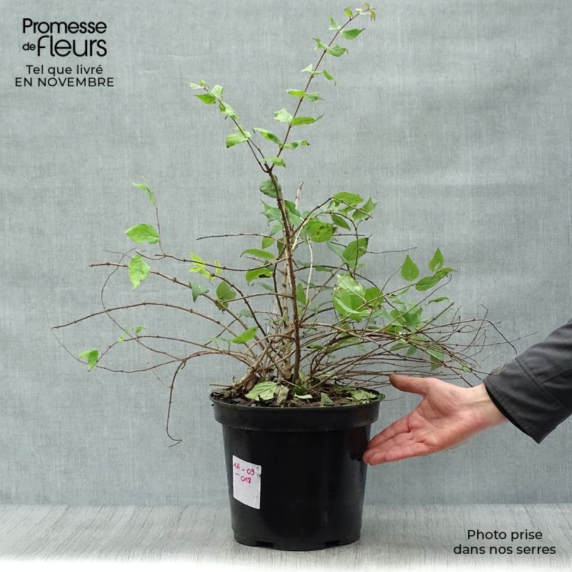 Spécimen de Kolkwitzia amabilis Pink Cloud - Buisson de beauté Pot de 6L/7L tel que livré en automne