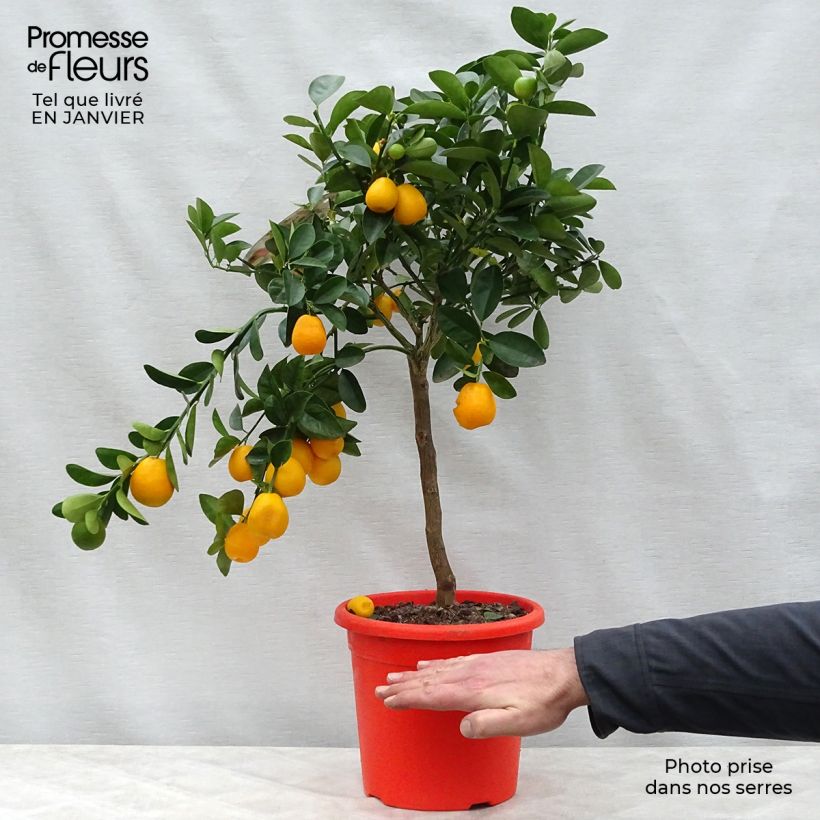 Spécimen de Kumquat Fukushu ou Jiangsu - Fortunella obovata Pot de 4L/5L, 1/4 de tige tel que livré en hiver