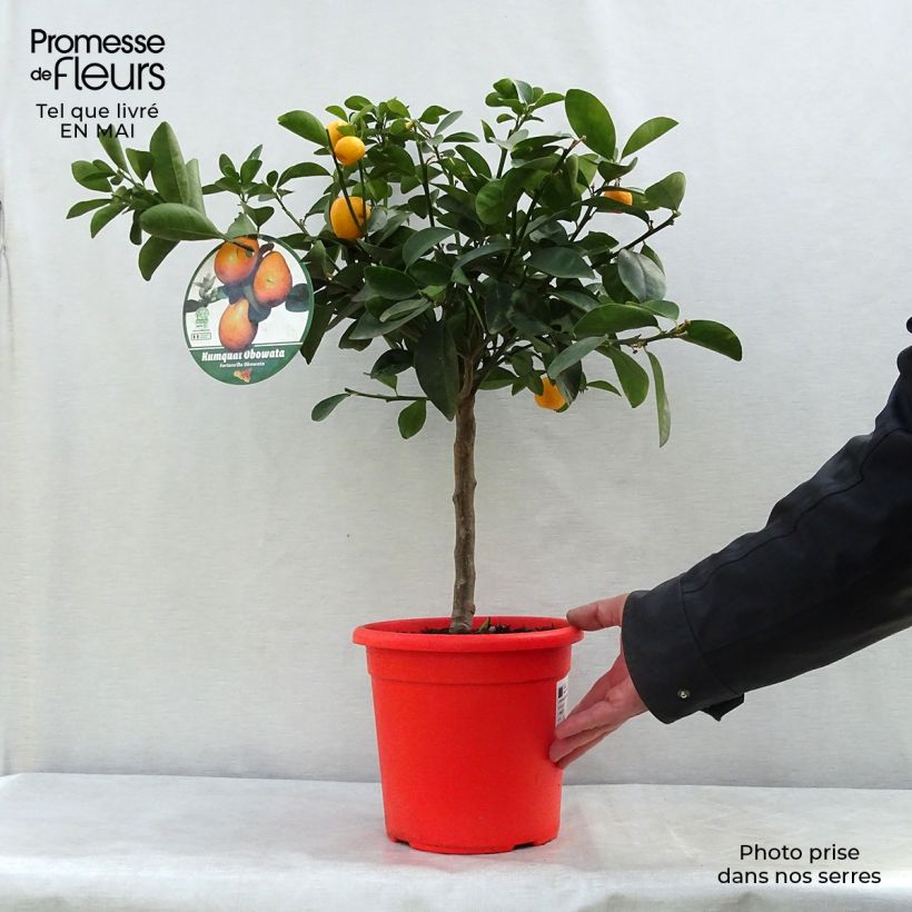 Spécimen de Kumquat Fukushu ou Jiangsu - Fortunella obovata Pot de 4L/5L, 1/4 de tige tel que livré au printemps