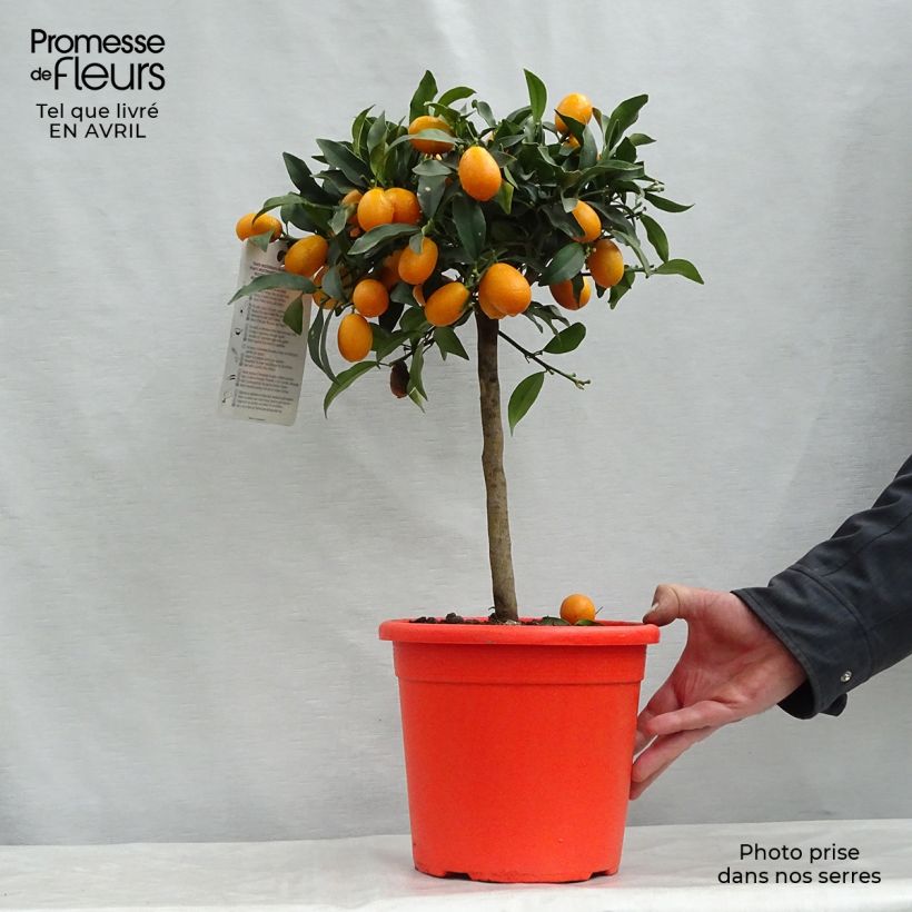 Spécimen de Kumquat Nagami - Fortunella margarita Pot de 4L/5L, 1/4 de tige tel que livré au printemps