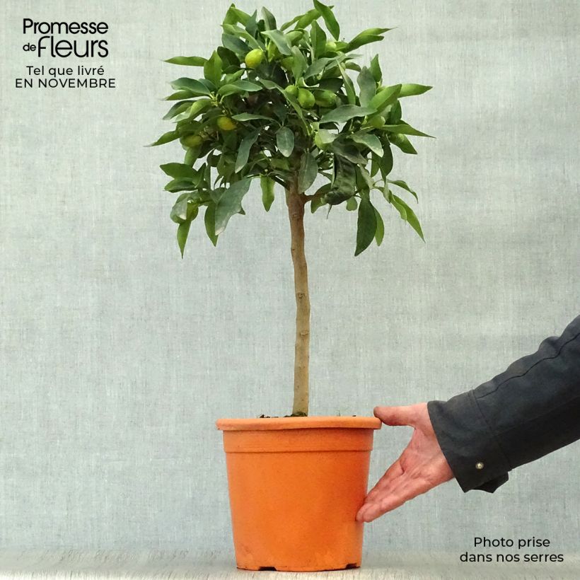 Spécimen de Kumquat Nagami - Fortunella margarita Pot de 4L/5L, 1/4 de tige tel que livré en automne