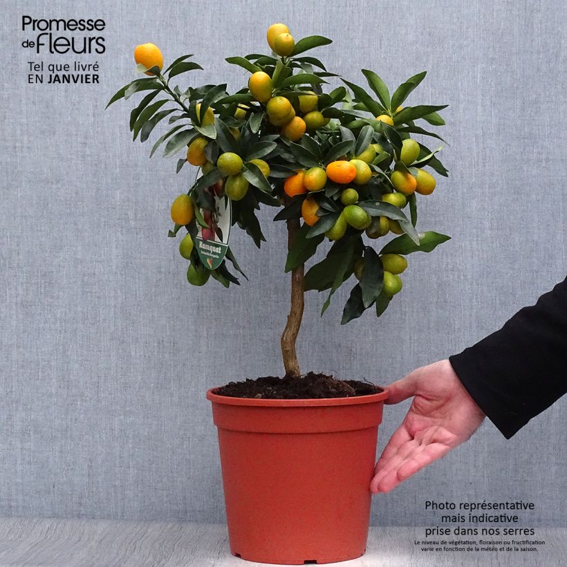 Spécimen de Kumquat Nagami - Fortunella margarita Pot de 4L/5L, 1/4 de tige tel que livré en hiver