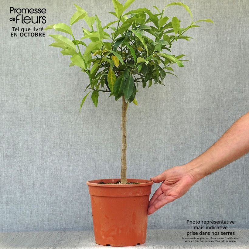 Spécimen de Kumquat à fruits ovales - Fortunella margarita Pot de 4L/5L, 1/4 de tige tel que livré en automne
