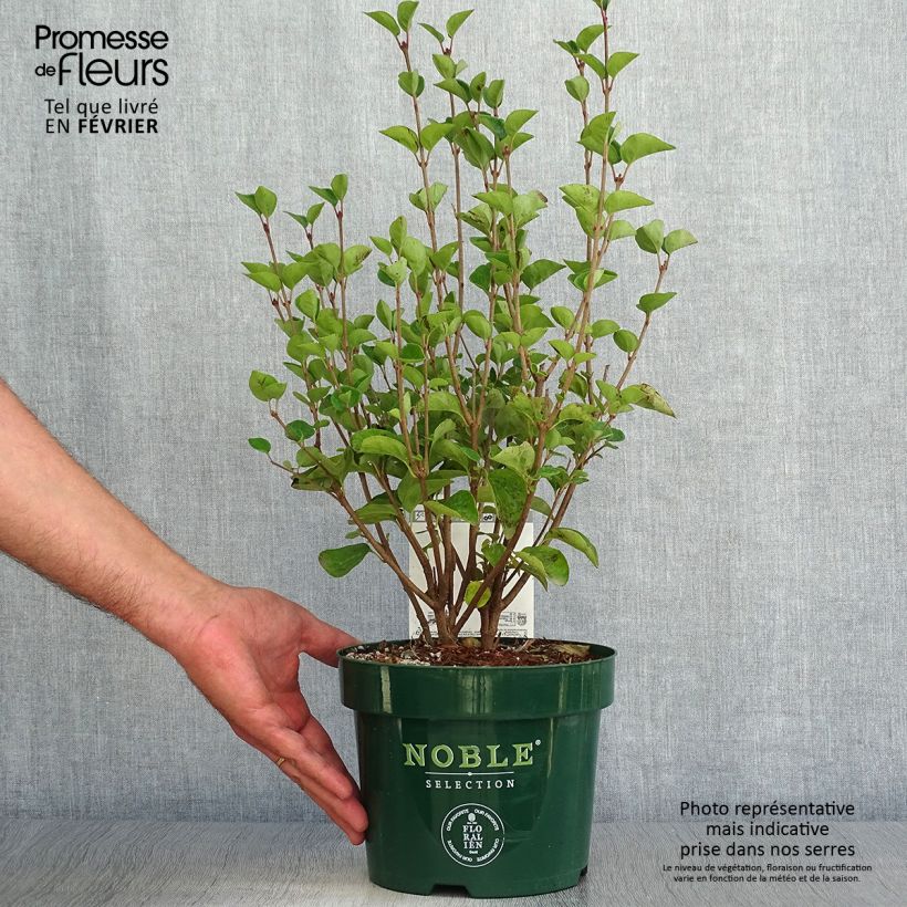 Spécimen de Lilas - Syringa Tinkerbelle Pot de 2L/3L tel que livré en automne