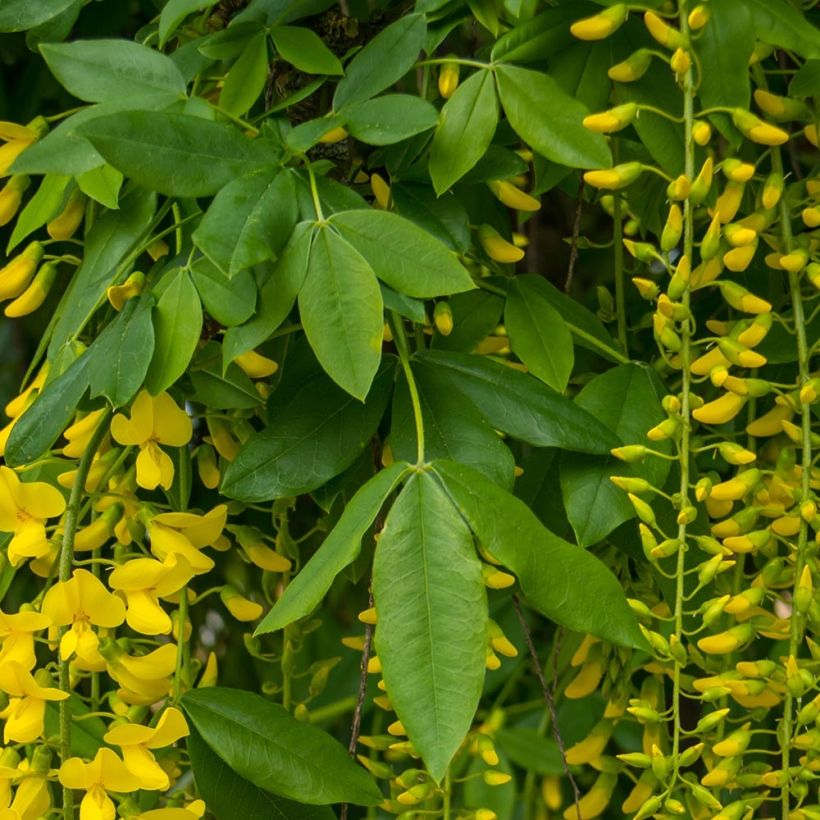Laburnum alpinum Pendulum (Folhagem)