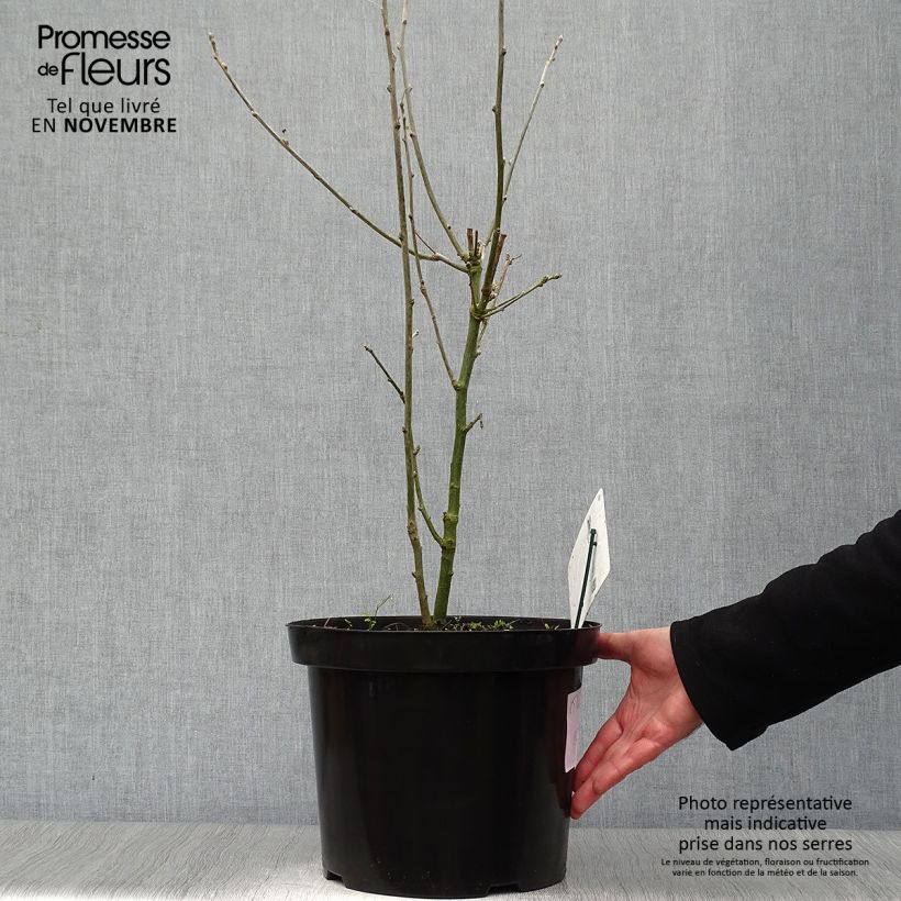Spécimen de Laburnum anagyroides - Cytise à grappe Pot de 7,5L/10L tel que livré en automne