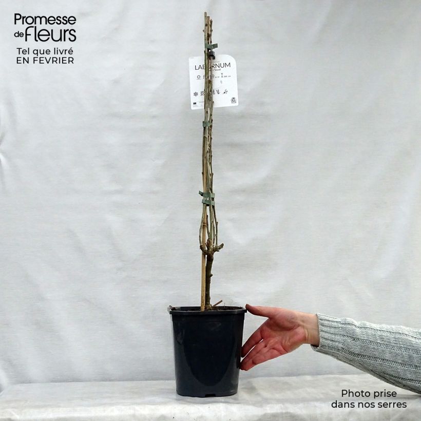 Spécimen de Laburnum watereri Vossii - Cytise pluie d'or Pot de 3L/4L tel que livré en hiver