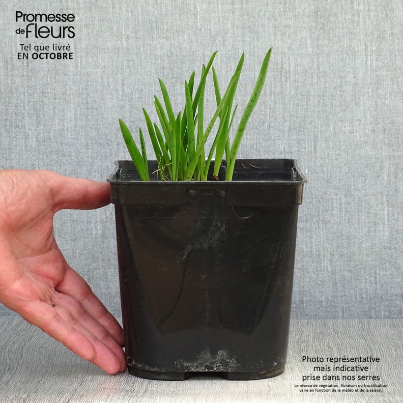 Spécimen de Lachenalia African Beauty Namakwa - Coucou du Cap Pot de 2L/3L tel que livré en automne