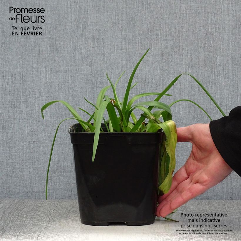 Spécimen de Lachenalia African Beauty Namakwa - Coucou du Cap Pot de 2L/3L tel que livré en hiver