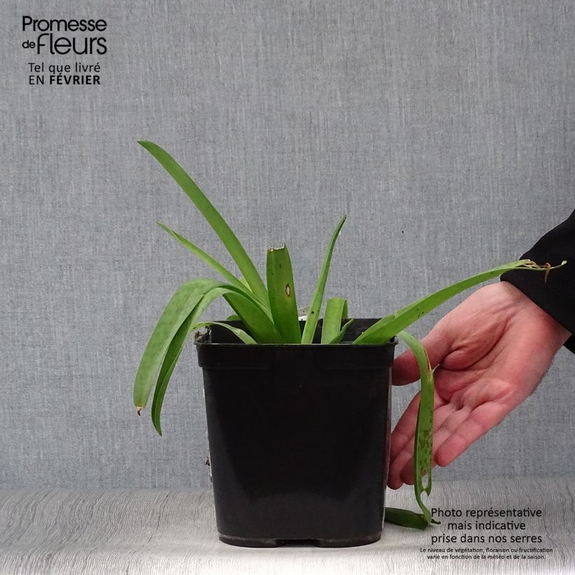 Spécimen de Lachenalia Rupert - Coucou du Cap Pot de 3L/4L tel que livré en hiver