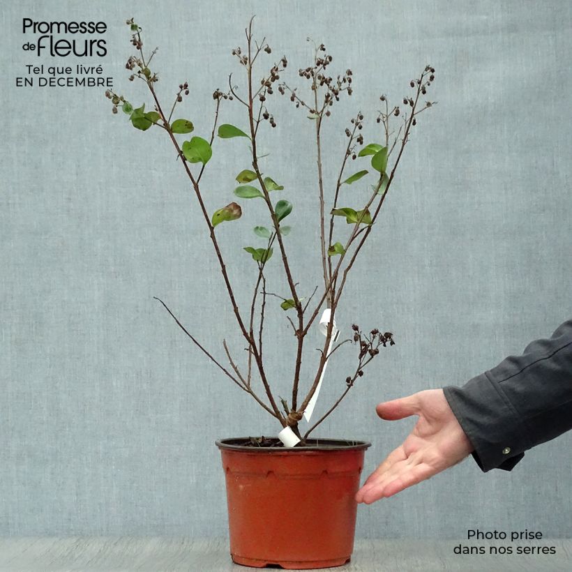 Spécimen de Lagerstroemia Braise d'Eté - Lilas des Indes Pot de 3L/4L, Touffe tel que livré en hiver