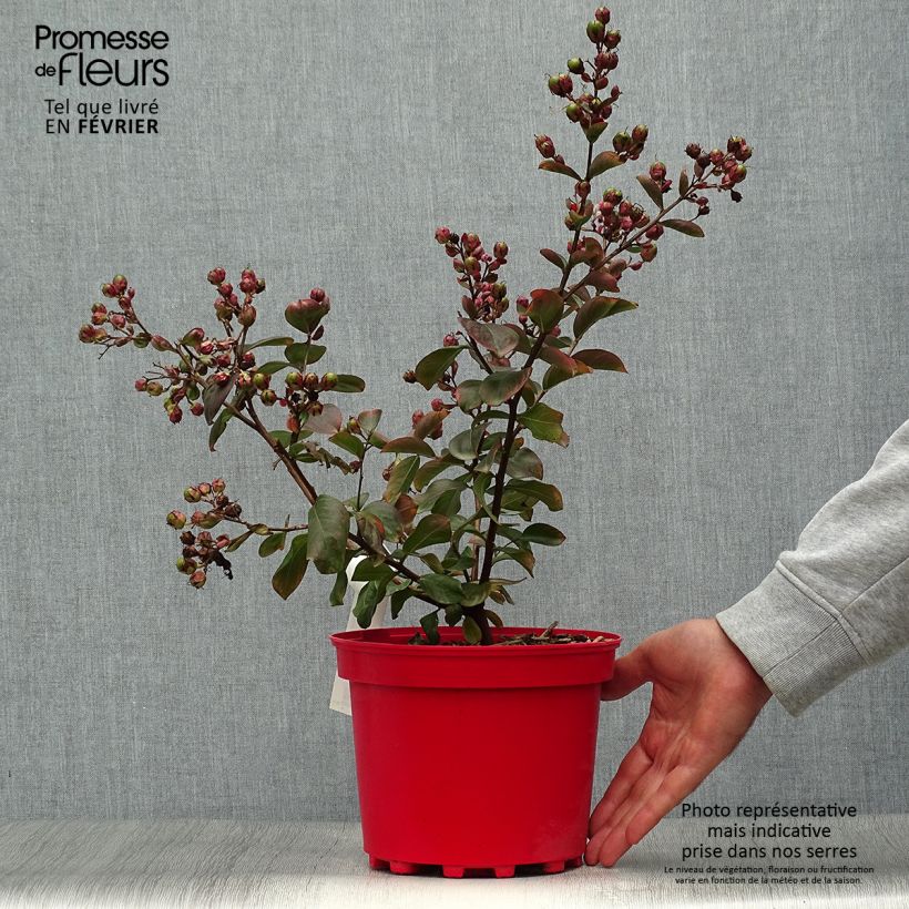 Spécimen de Lagerstroemia Braise d'Eté - Lilas des Indes Pot de 3L/4L, Touffe tel que livré en automne