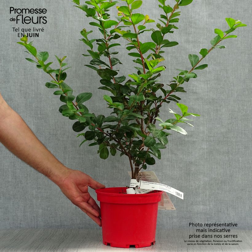 Spécimen de Lagerstroemia Braise d'Eté - Lilas des Indes Pot de 3L/4L, Buisson, Touffe tel que livré en été