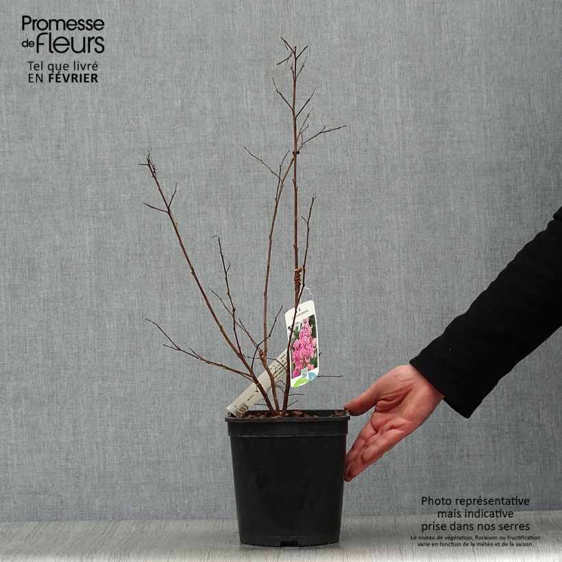 Spécimen de Lagerstroemia Camaïeu d'Eté - Lilas des Indes Pot de 4L/5L tel que livré en hiver