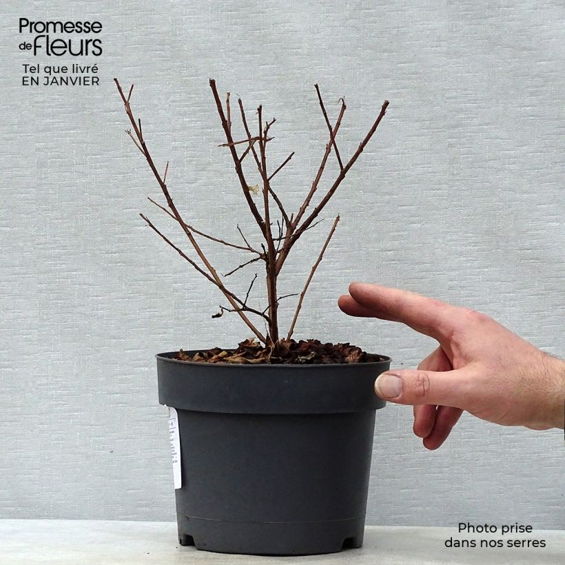 Spécimen de Lagerstroemia Mardi Gras - Lilas des Indes Pot de 3L/4L tel que livré en hiver