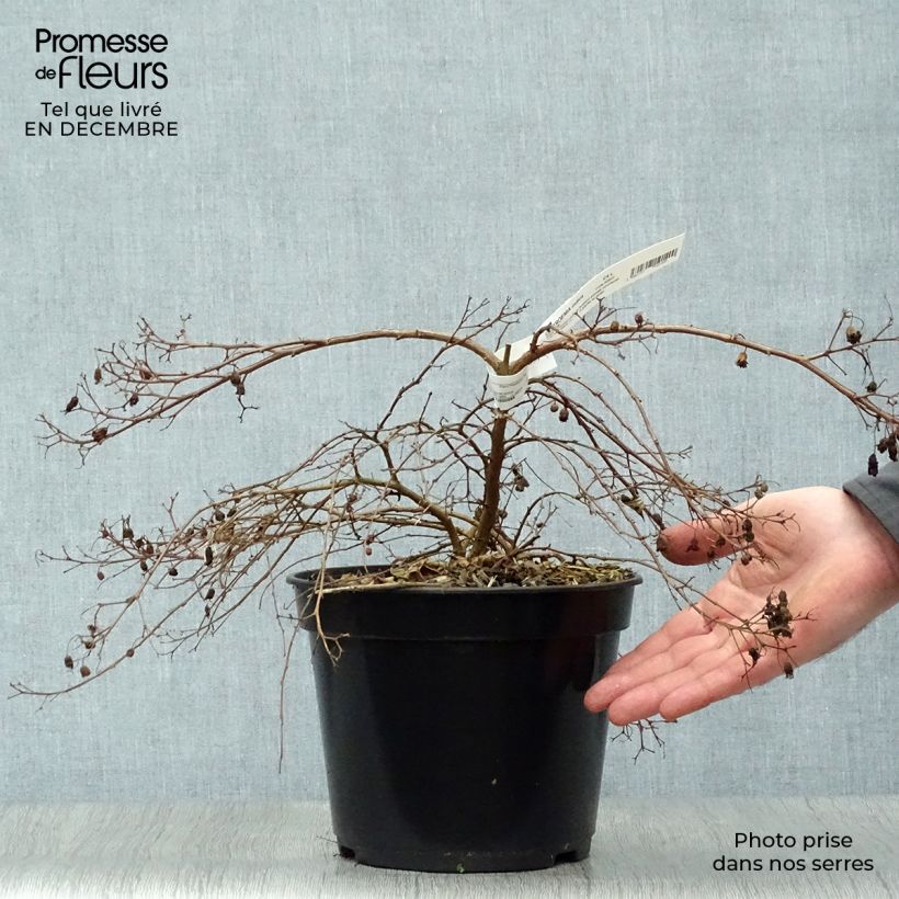 Spécimen de Lagerstroemia Mimie Fuchsia - Lilas de indes couvre-sol Pot de 2L/3L tel que livré en hiver