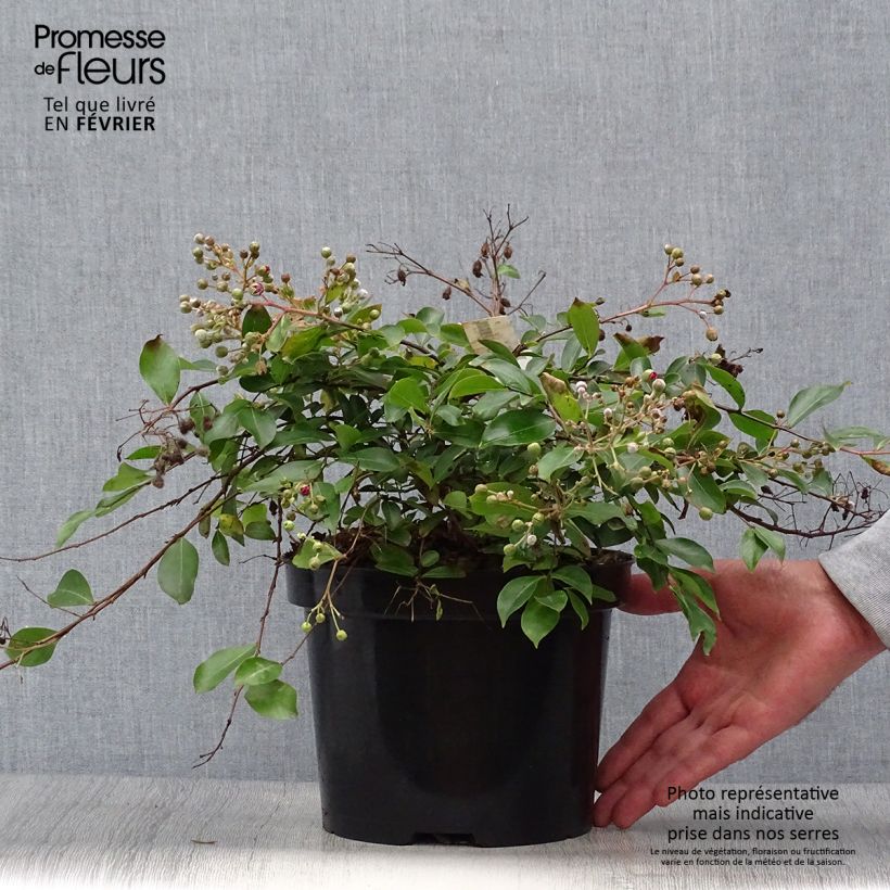 Spécimen de Lagerstroemia Mimie Fuchsia - Lilas de indes couvre-sol Pot de 2L/3L tel que livré en automne