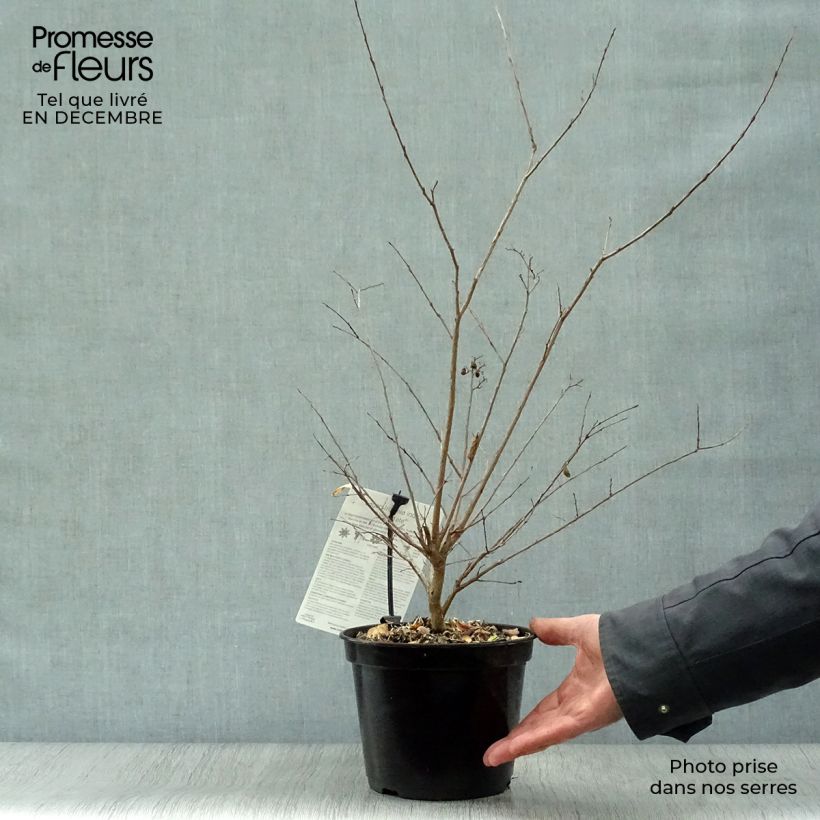Spécimen de Lagerstroemia Neige d'Eté - Lilas des Indes Pot de 3L/4L tel que livré en hiver