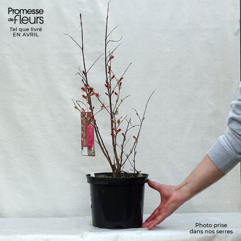 Spécimen de Lagerstroemia indica Rhapsody in PINK - Lilas des Indes Pot de 3L/4L, Buisson, Touffe tel que livré au printemps