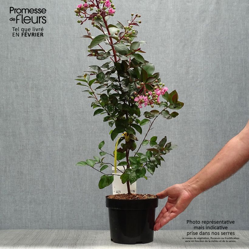 Spécimen de Lagerstroemia indica Rhapsody in PINK - Lilas des Indes Pot de 3L/4L, Touffe tel que livré en automne