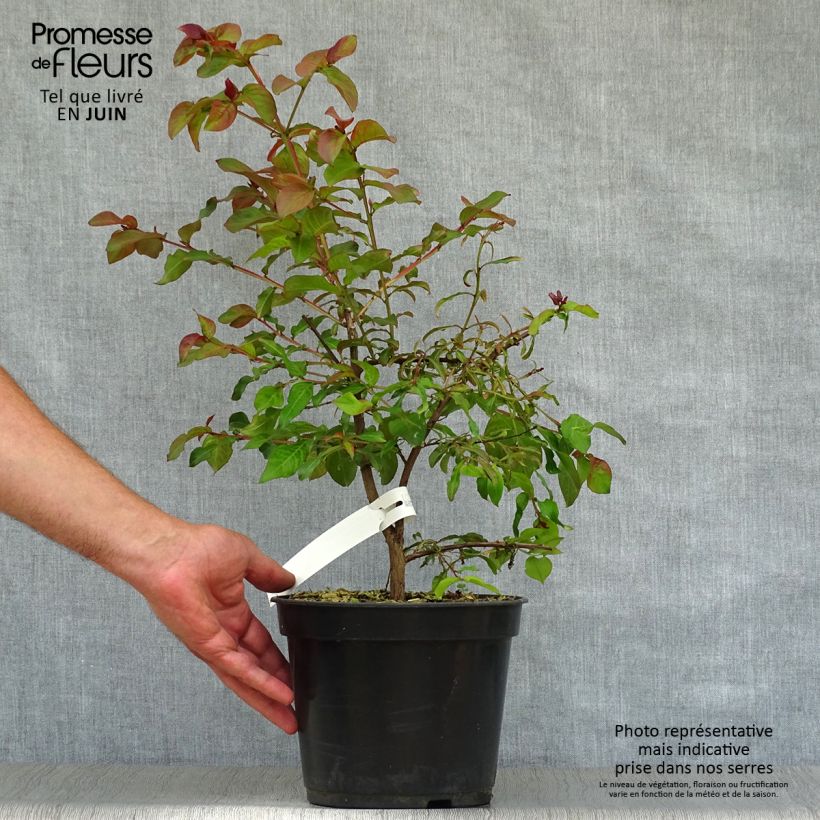 Spécimen de Lagerstroemia indica Rhapsody in PINK - Lilas des Indes Pot de 3L/4L, Buisson, Touffe tel que livré en été