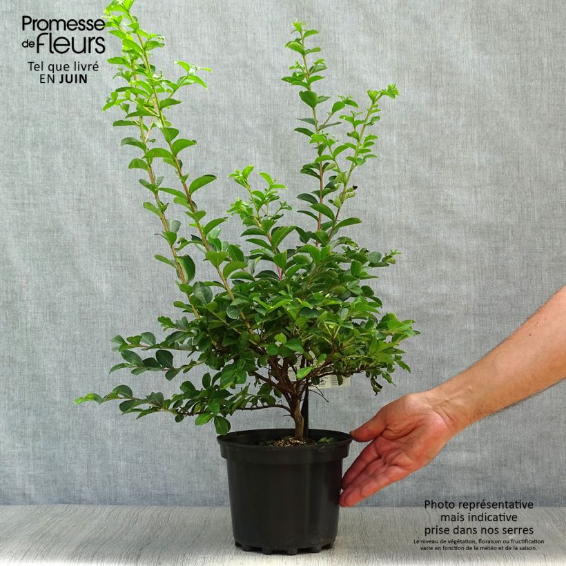 Spécimen de Lagerstroemia indica Bergerac - Lilas des Indes Pot de 3L/4L, Buisson, Touffe tel que livré en été