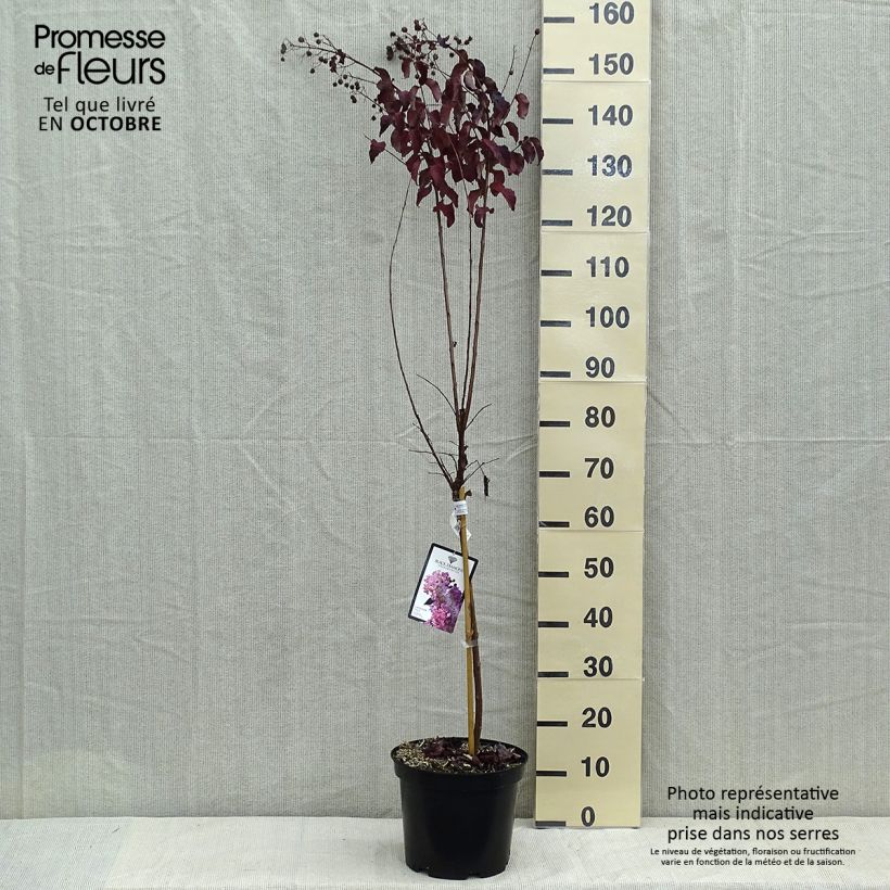 Spécimen de Lagerstroemia indica Black Diamond Lavender Lace - Lilas des Indes Pot de 7,5L/10L, Demi-Tige tel que livré en automne