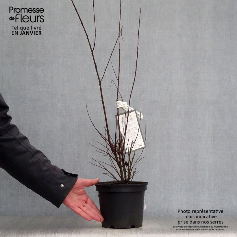 Spécimen de Lagerstroemia indica Black Diamond Lavender Lace - Lilas des Indes Pot de 7,5L/10L, Demi-Tige tel que livré en hiver