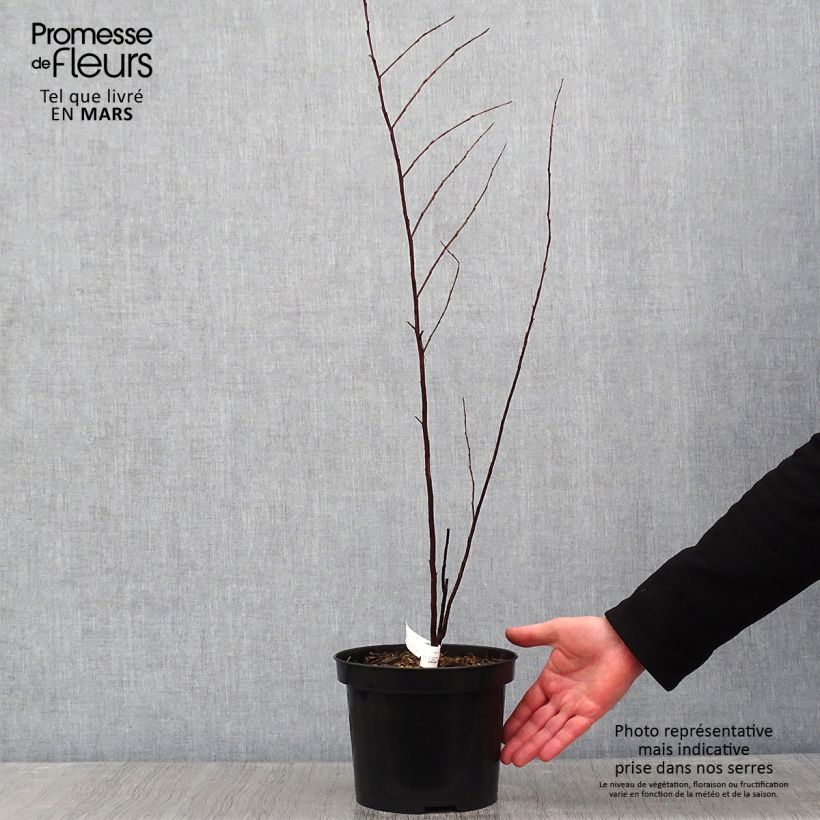 Spécimen de Lagerstroemia indica Black Solitaire (Black Diamond) Purely Purple - Lilas des Indes Pot de 3L/4L, Touffe tel que livré en hiver