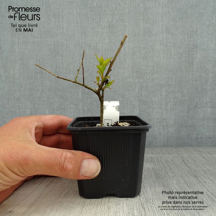 Spécimen de Lagerstroemia indica Cherry 'Lelaro' (Bouquet Rouge) - Lilas des Indes  Godet de 8/9 cm tel que livré au printemps