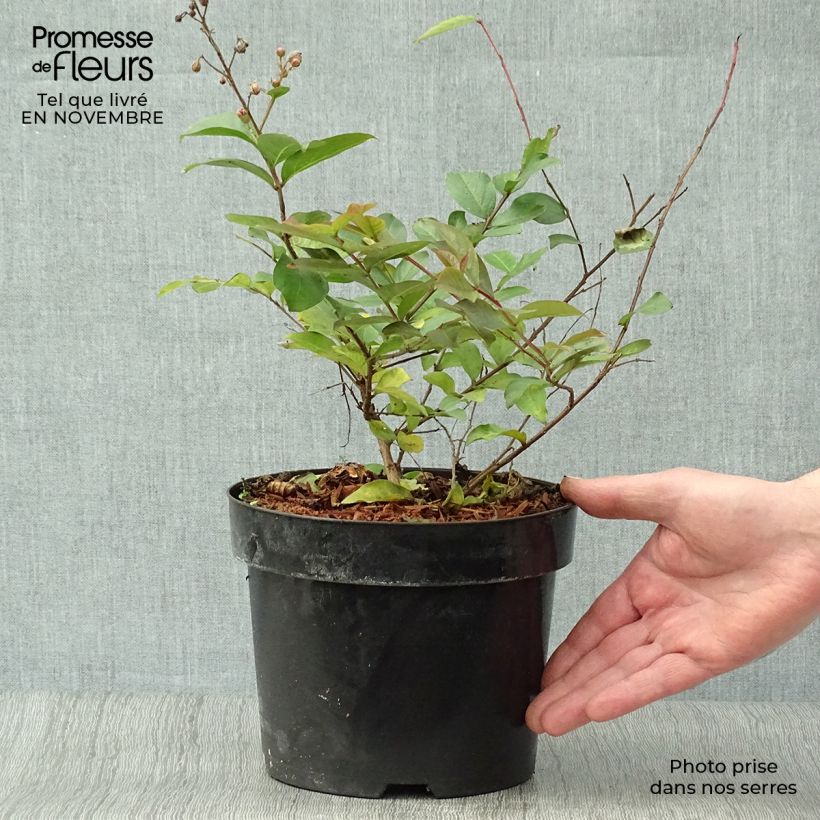 Spécimen de Lagerstroemia indica Coral Magic - Lilas des Indes Pot de 2L/3L tel que livré en automne