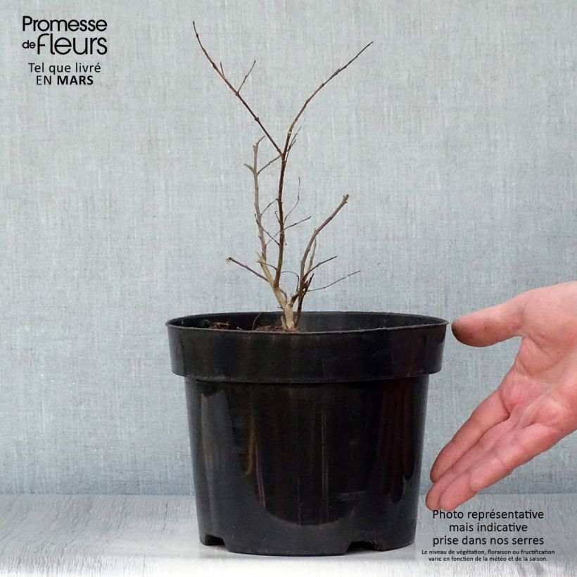 Spécimen de Lagerstroemia indica Coral Magic - Lilas des Indes Pot de 2L/3L tel que livré au printemps