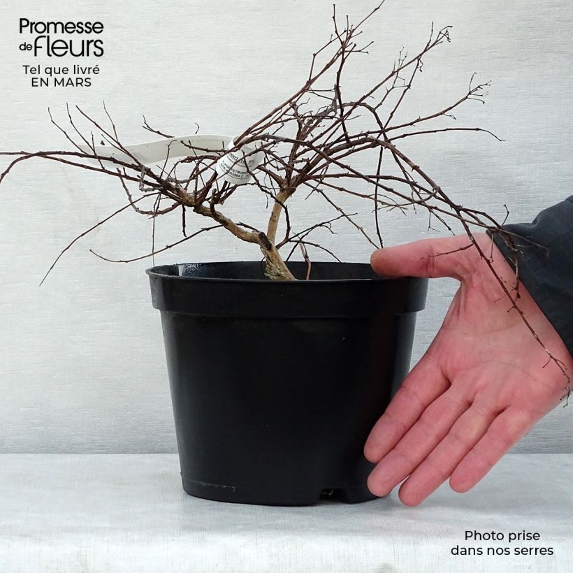 Spécimen de Lagerstroemia indica Cordon bleu - Lilas des Indes bleu lavande Pot de 3L/4L, Touffe tel que livré au printemps