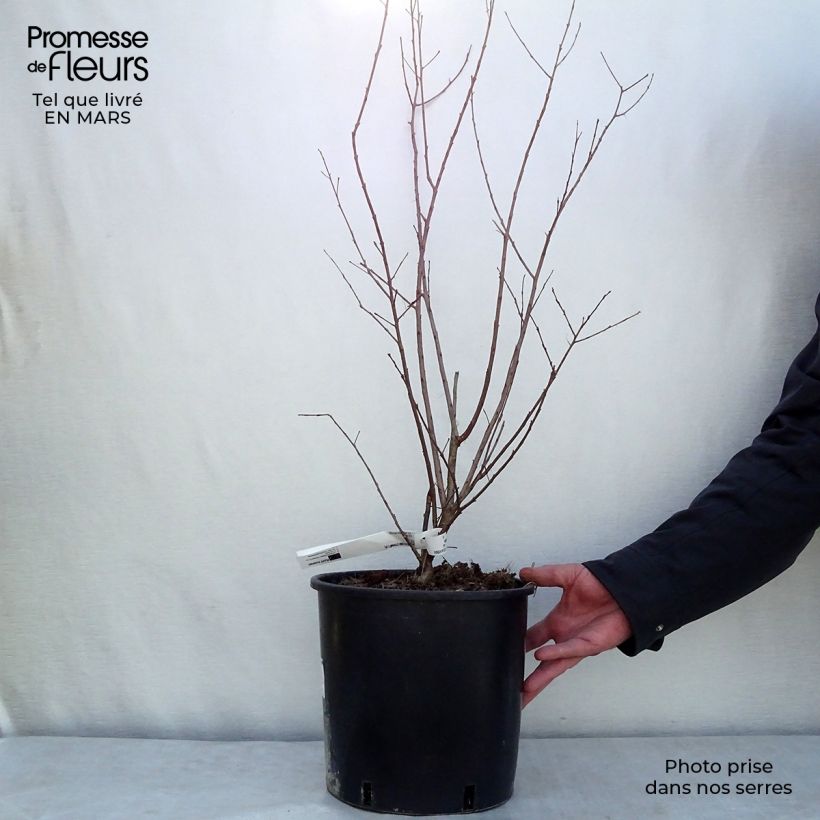 Spécimen de Lagerstroemia indica Dynamite  - Lilas des Indes Pot de 7,5L/10L tel que livré en hiver