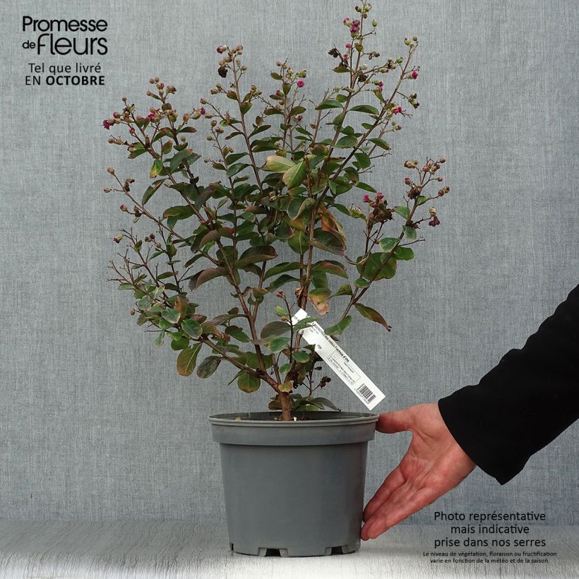 Spécimen de Lagerstroemia indica Fuchsia d'Eté - Lilas des Indes Pot de 4L/5L, Touffe tel que livré en automne
