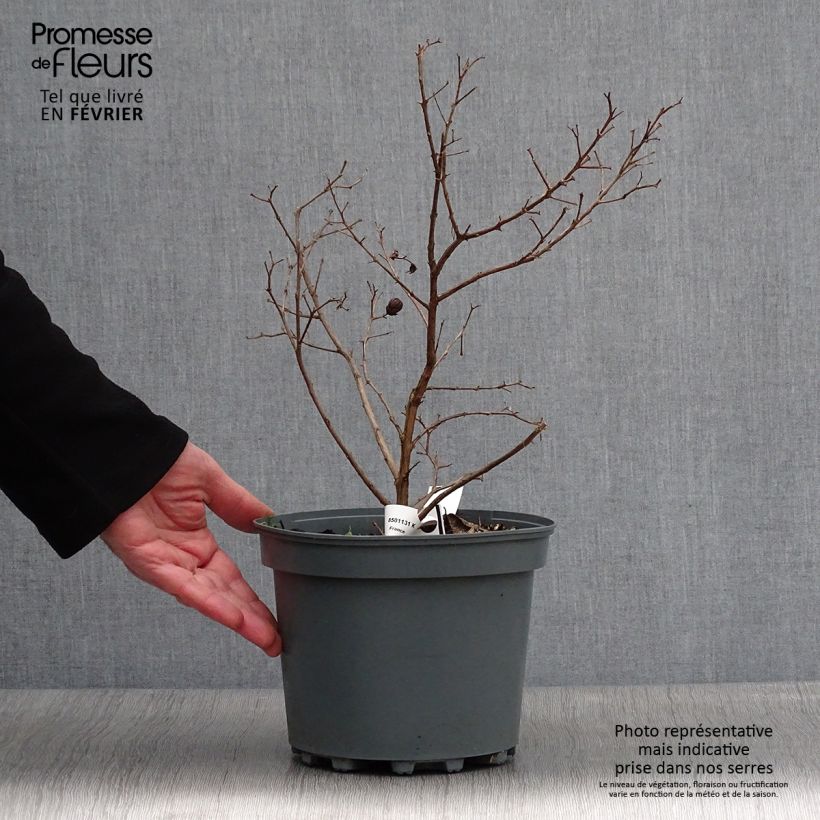 Spécimen de Lagerstroemia indica Fuchsia d'Eté - Lilas des Indes Pot de 4L/5L, Touffe tel que livré en hiver