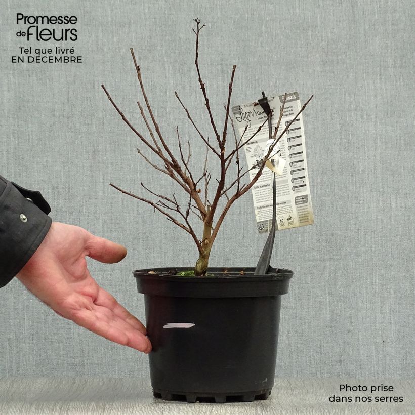 Spécimen de Lagerstroemia indica Grand Cru - Lilas des Indes Pot de 3L/4L tel que livré en hiver