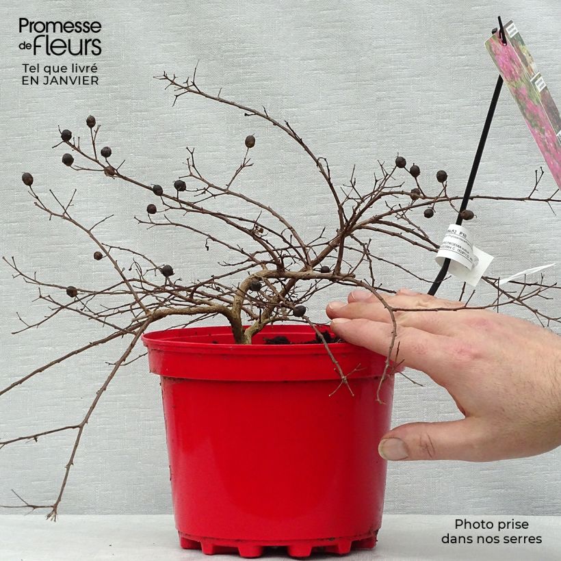 Spécimen de Lagerstroemia indica Houston - Lilas des Indes Pot de 3L/4L tel que livré en hiver
