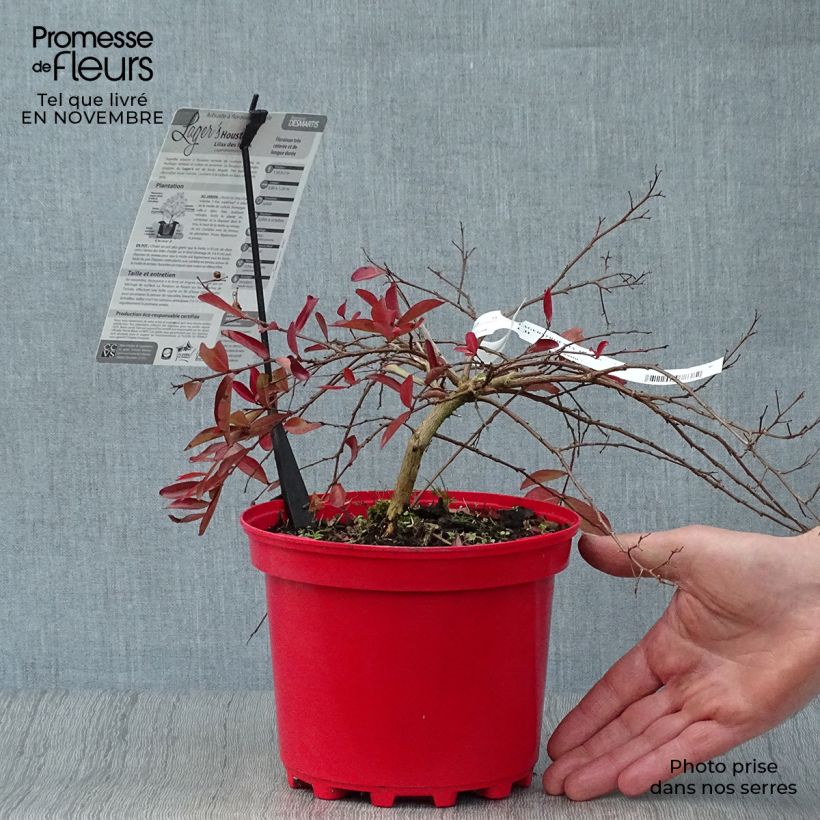 Spécimen de Lagerstroemia indica Houston - Lilas des Indes Pot de 3L/4L tel que livré en automne