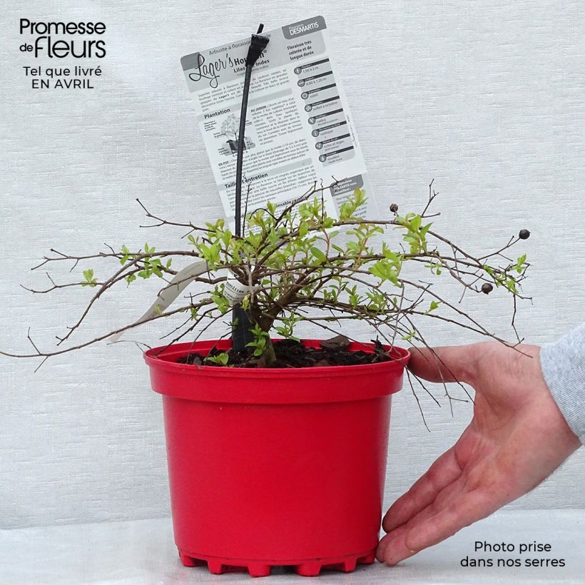 Spécimen de Lagerstroemia indica Houston - Lilas des Indes Pot de 3L/4L tel que livré au printemps