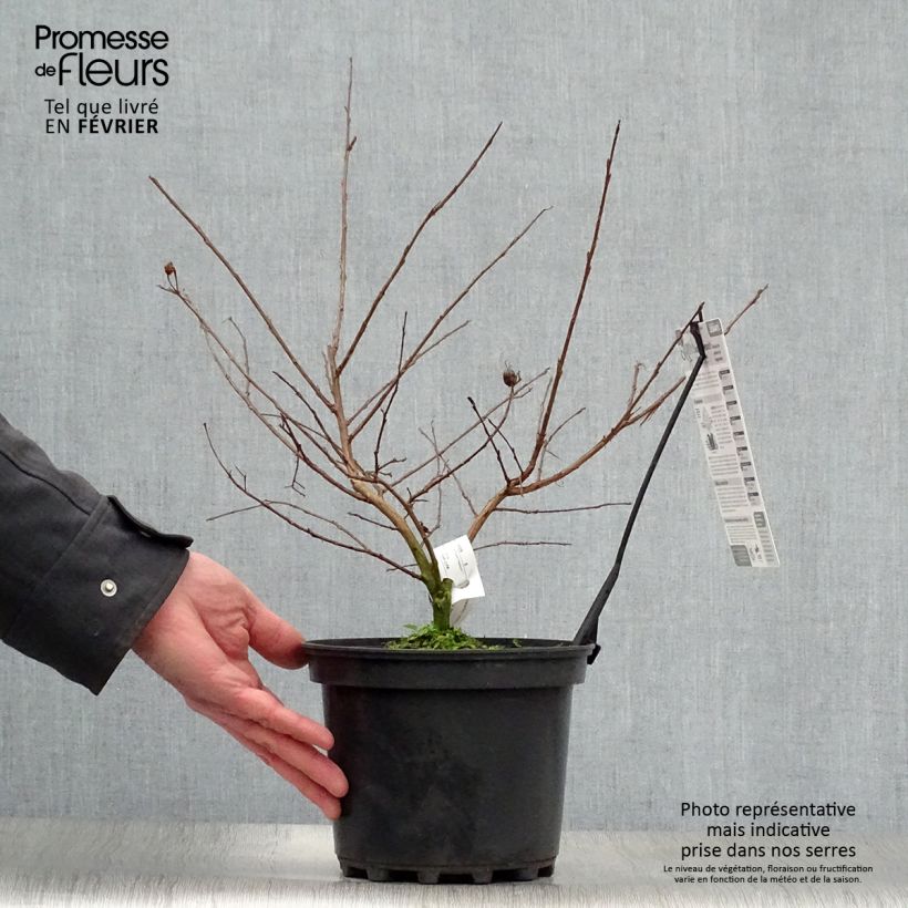 Spécimen de Lagerstroemia indica Jacqueline Desmartis - Lilas des Indes Pot de 3L/4L tel que livré en hiver