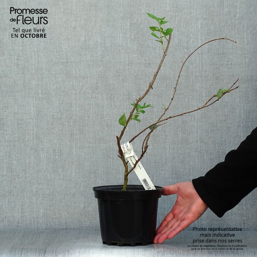 Spécimen de Lagerstroemia indica Kimono - Lilas des Indes blanc Pot de 3L/4L tel que livré en automne