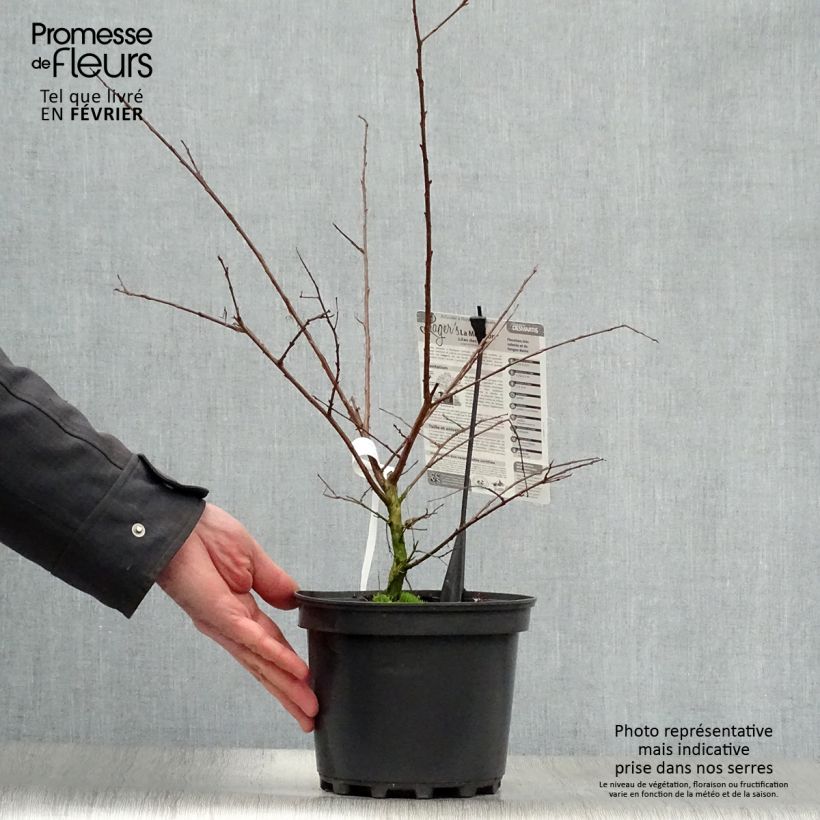 Spécimen de Lagerstroemia indica La Mousson - Lilas des Indes Pot de 3L/4L tel que livré en hiver