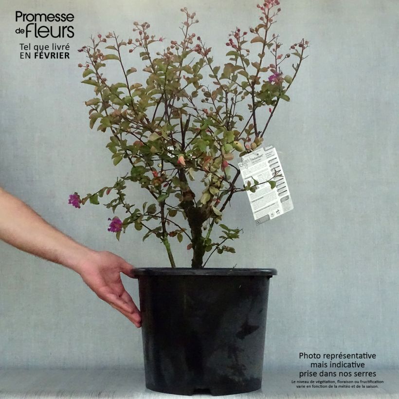 Spécimen de Lagerstroemia indica Pécharmant - Lilas des Indes Pot de 7,5L/10L tel que livré en automne